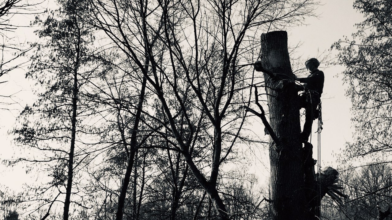 Ein Mitarbeiter der Firma Hof-Schulmeister hängt im Baum und arbeitet mit einer Kettensäge.